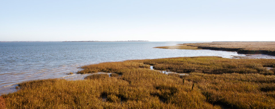 Maldon Marshes