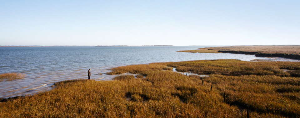 Maldon Salt Marshes